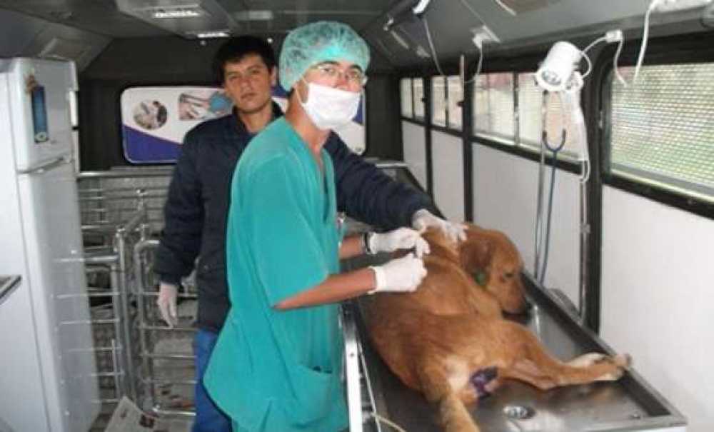 Şarköy Belediyesi, Sokak Köpeklerini Kısırlaştırdı