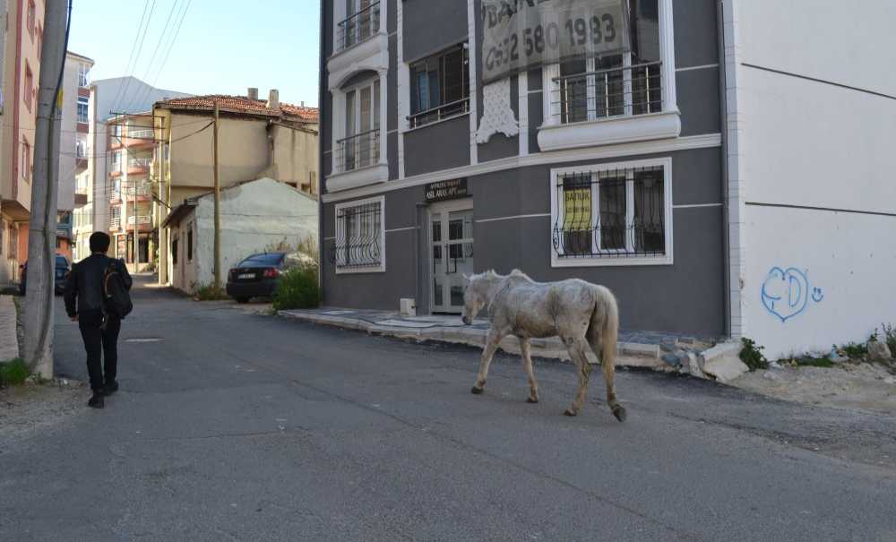 Başıboş At Gönlünce Gezindi!