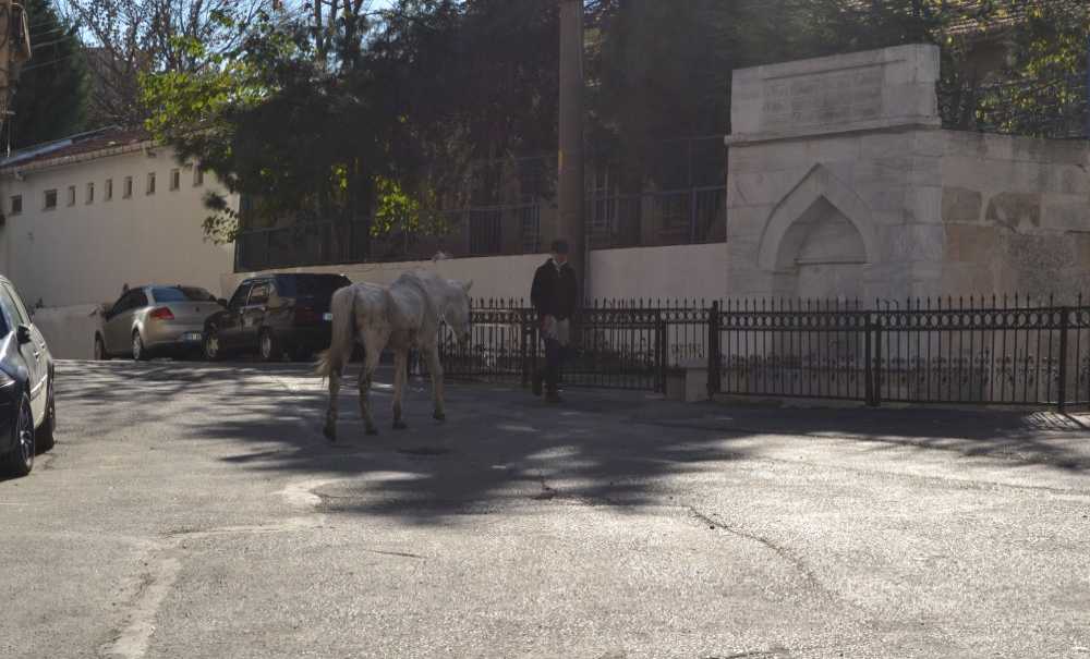 Başıboş At Gönlünce Gezindi!