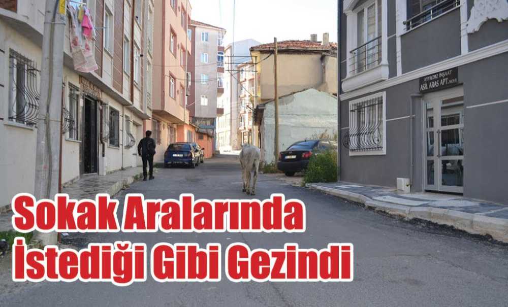 Başıboş At Gönlünce Gezindi!