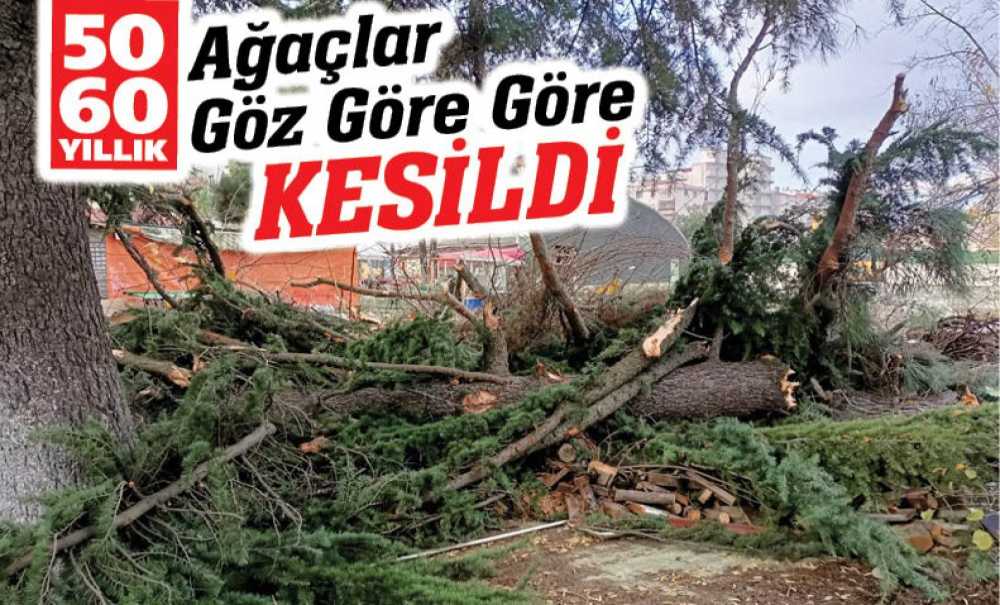 Göz Göre Göre Ağaçlar Kesildi