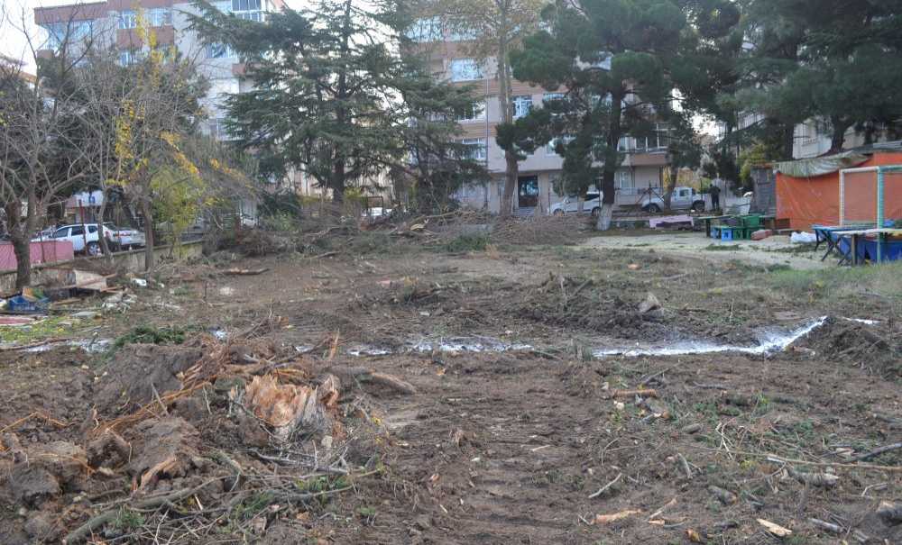 Göz Göre Göre Ağaçlar Kesildi