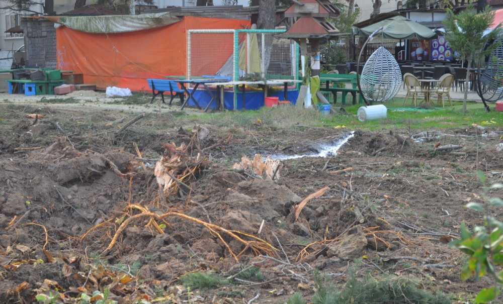 Göz Göre Göre Ağaçlar Kesildi