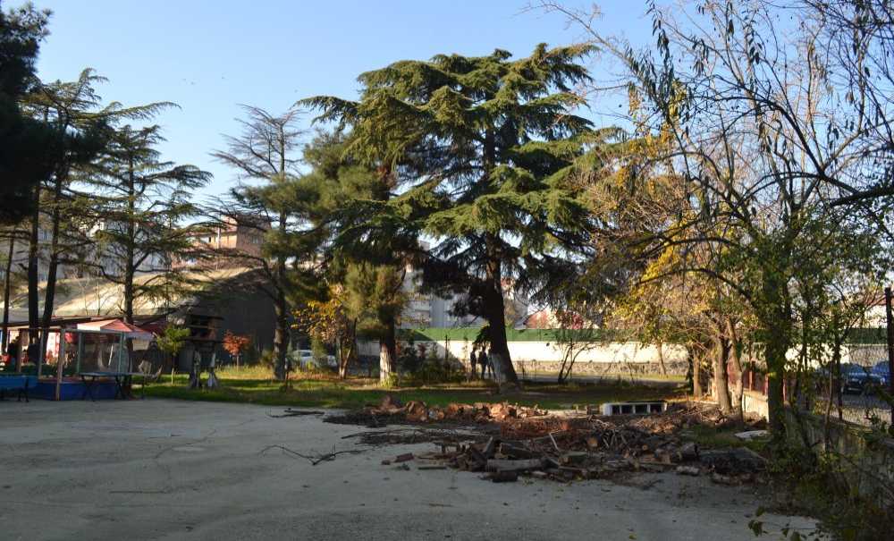 Göz Göre Göre Ağaçlar Kesildi