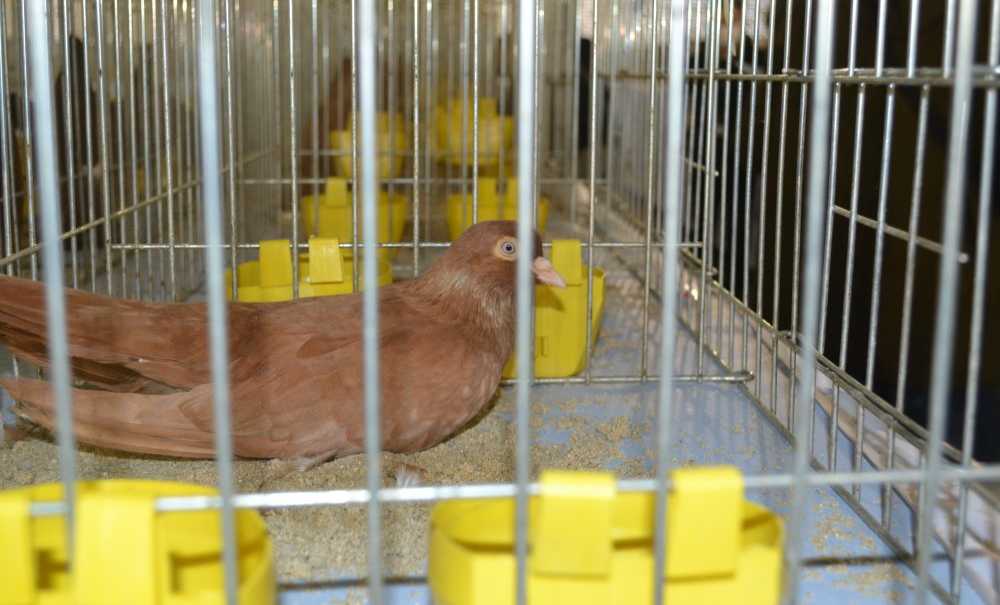 Festival Büyük İlgi Gördü