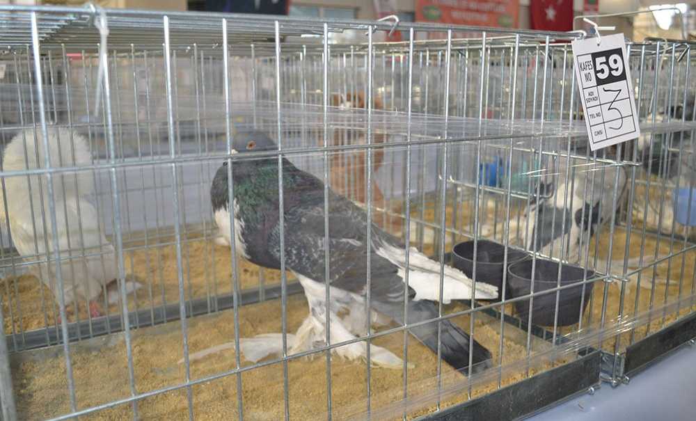 Festival Büyük İlgi Gördü