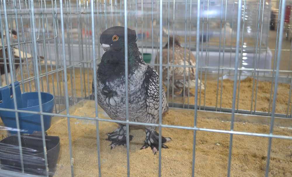 Festival Büyük İlgi Gördü