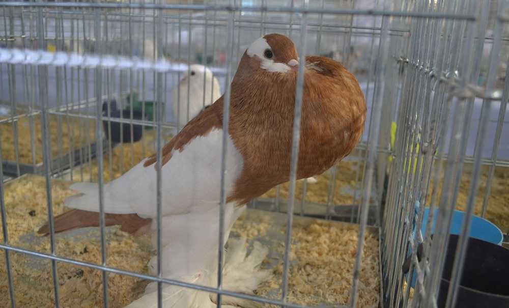 Festival Büyük İlgi Gördü