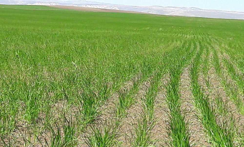 Yağmurlar Çiftçinin Yüzünü Güldürdü