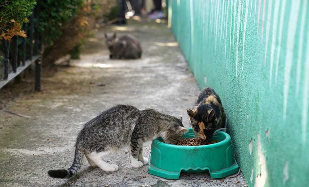 Veteriner Fakültesi Ile Protokol İmzaladı