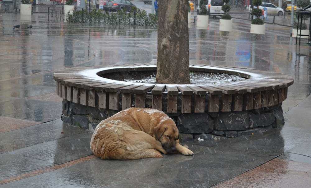 Soğuk Havalar Sokak Hayvanlarını Olumsuz Etkiliyor!