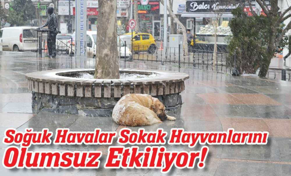 Soğuk Havalar Sokak Hayvanlarını Olumsuz Etkiliyor!