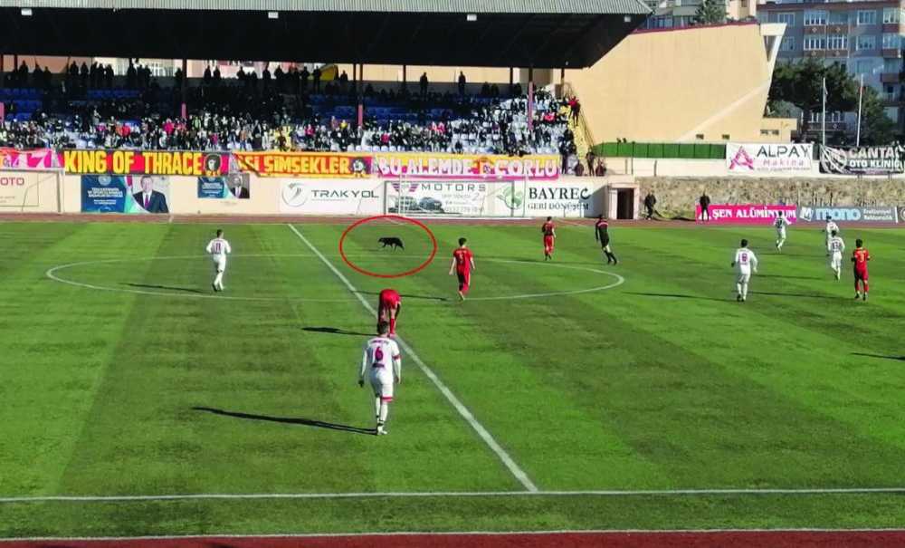 Sahaya Giren Köpek Eğlenceli Görüntüler Oluşturdu