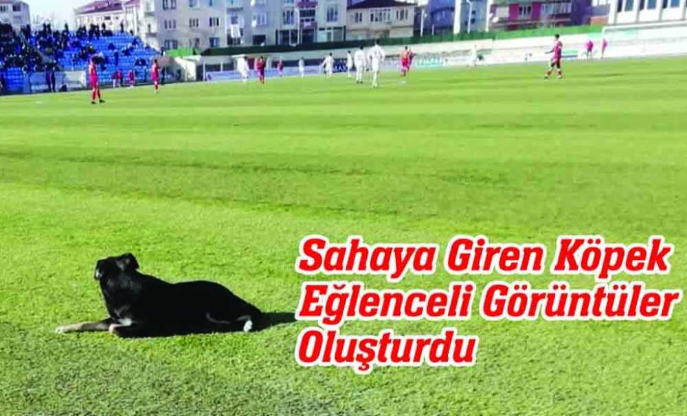Sahaya Giren Köpek Eğlenceli Görüntüler Oluşturdu