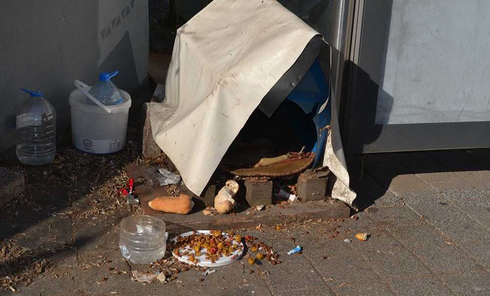 Derme Çatma Hayvan Barınaklarının Etrafı Pislik İçinde!