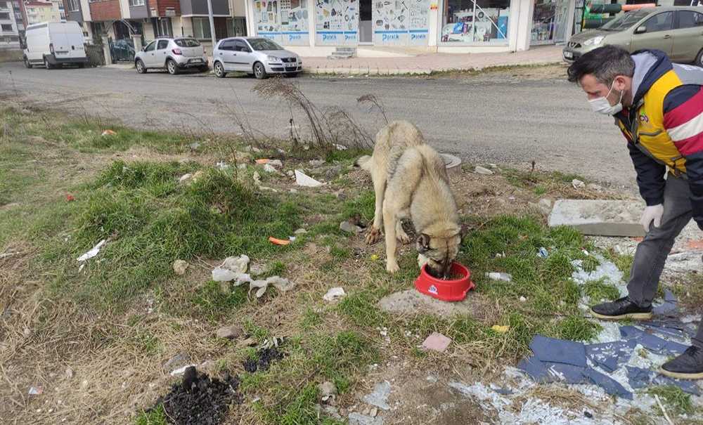 Çorlu Belediyesi Can Dostların Yanında
