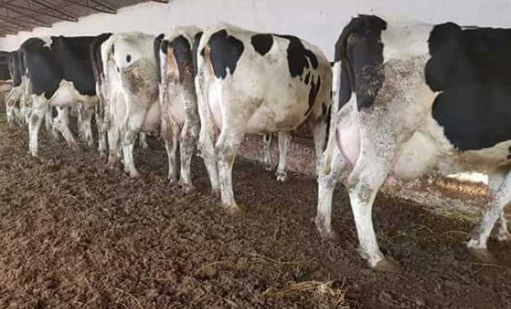 Süt İnekleri Kesime Gidiyor