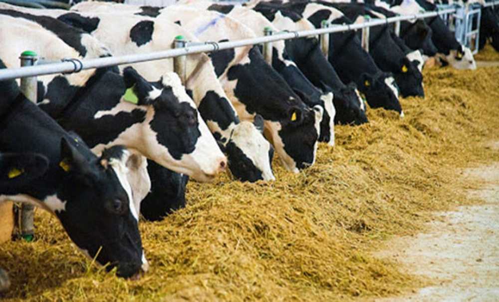 Süt İnekleri Kesime Gidiyor