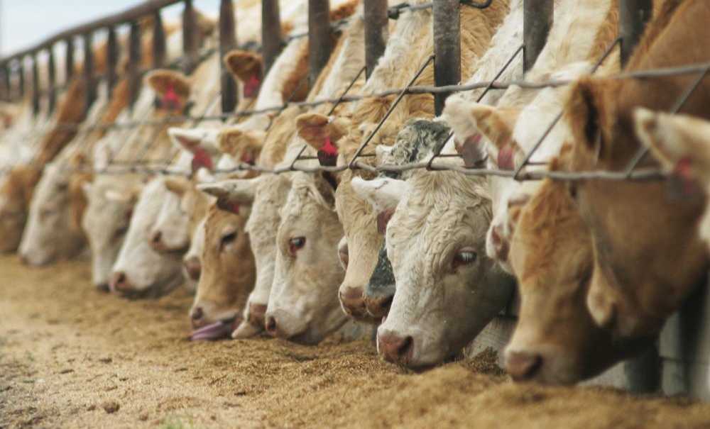 Süt İnekleri Kesime Gidiyor