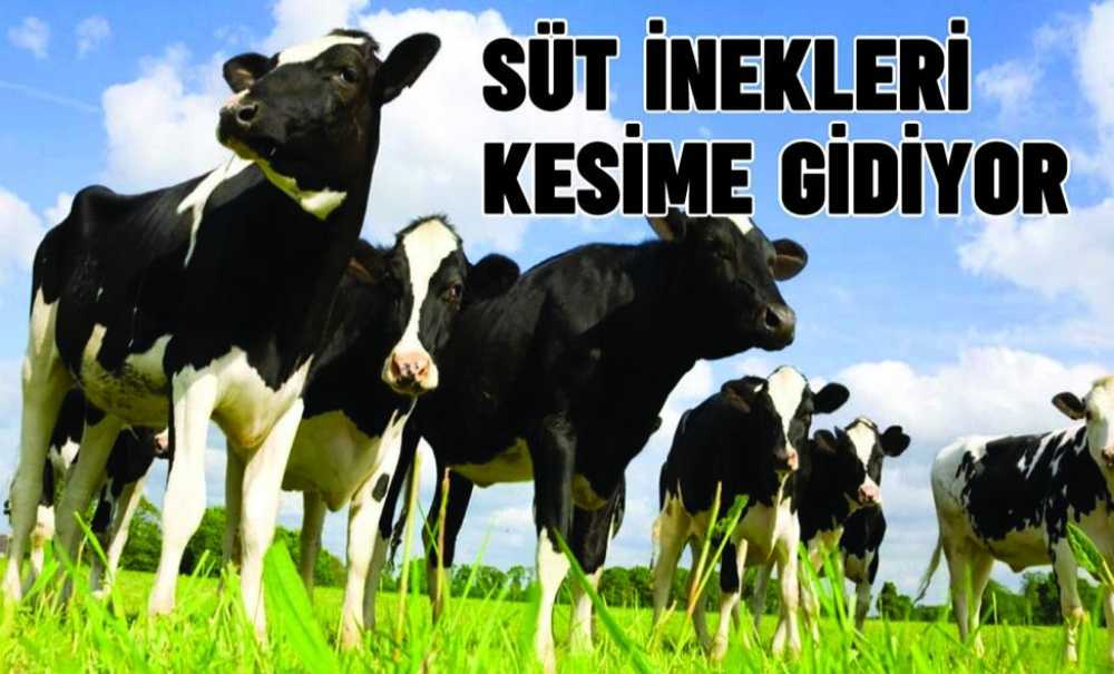 Süt İnekleri Kesime Gidiyor