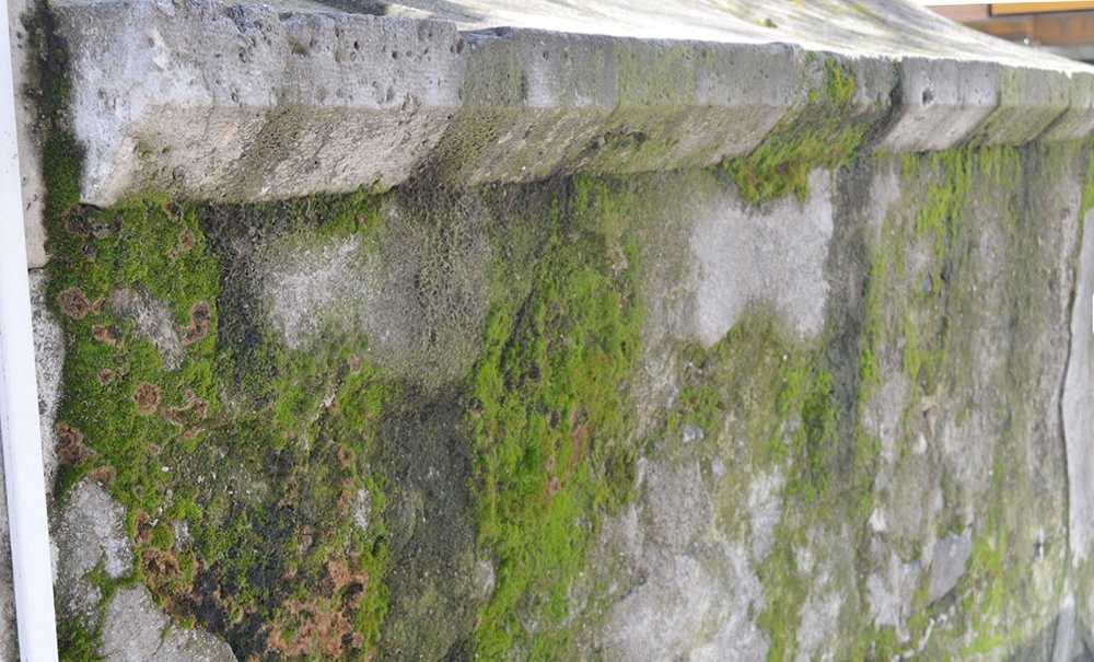 Tarihi Çeşmenin Duvarları Yosun Tuttu