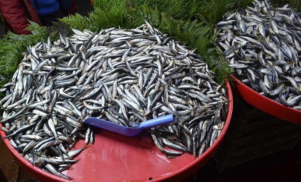 Hamsinin Kilosu 25 Lira