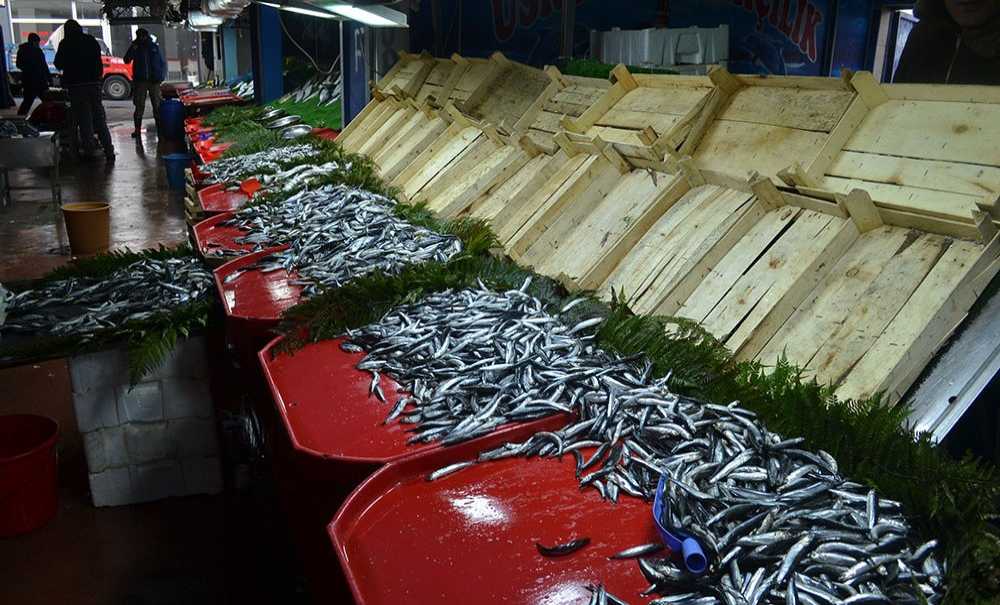 Hamsinin Kilosu 25 Lira