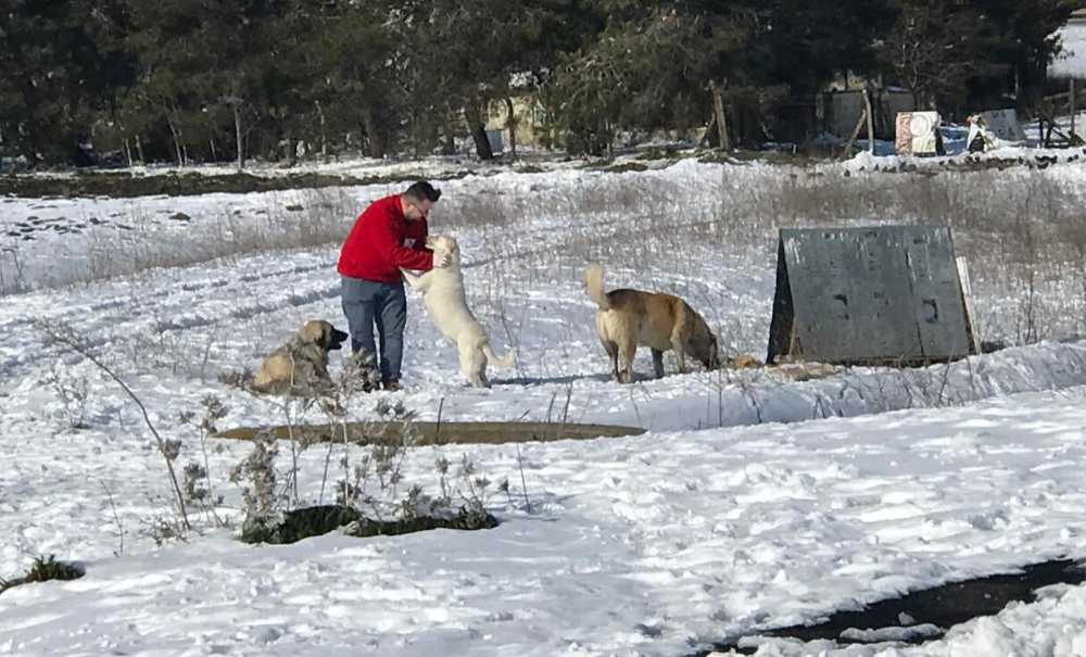 Kızılay Soğuk Havada Sokak Hayvanlarını Yalnız Bırakmadı