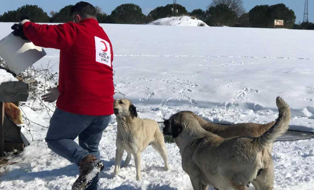 Kızılay Soğuk Havada Sokak Hayvanlarını Yalnız Bırakmadı
