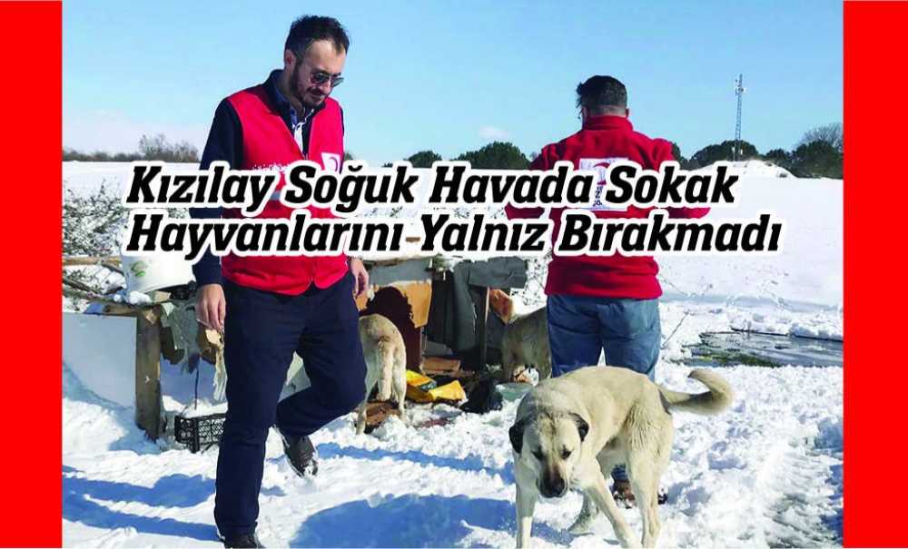 Kızılay Soğuk Havada Sokak Hayvanlarını Yalnız Bırakmadı