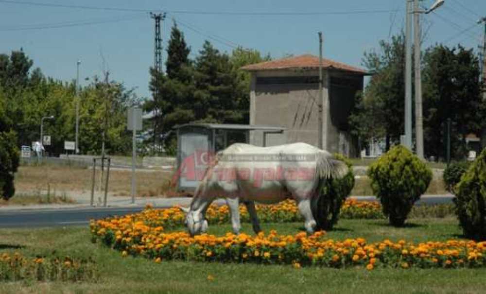 Başı Boş Atlar Sürücüler İçin Tehlike Yaratıyor
