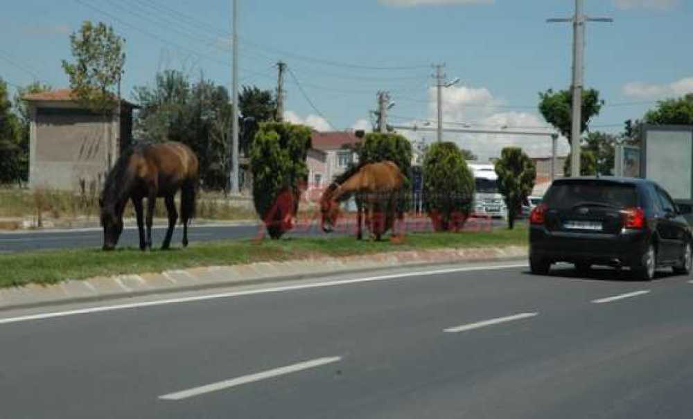 Başı Boş Atlar Sürücüler İçin Tehlike Yaratıyor