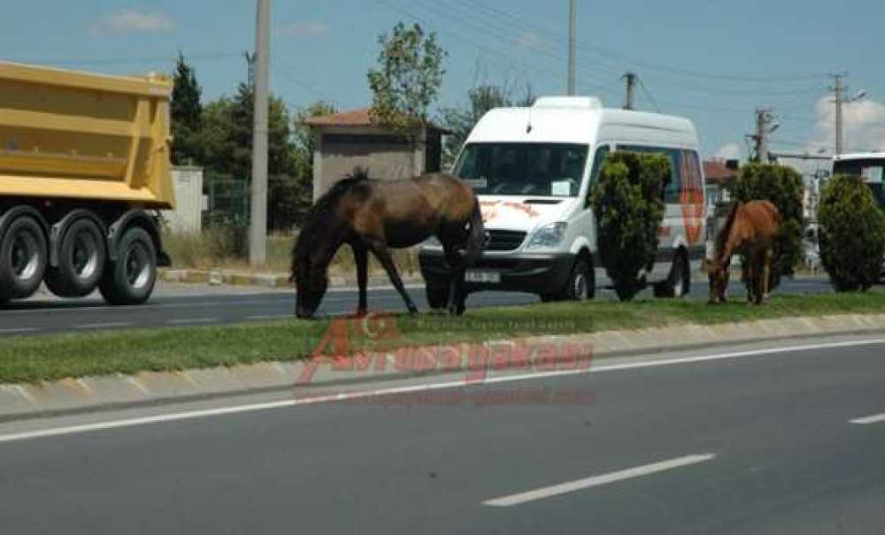 Başı Boş Atlar Sürücüler İçin Tehlike Yaratıyor