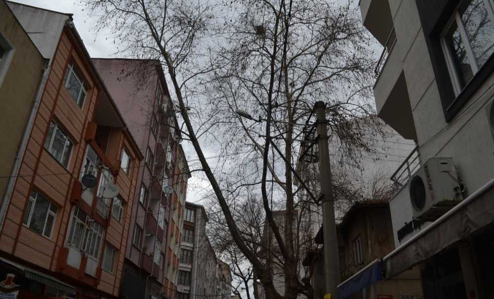 Vatandaşlar Ağaçların Budanmasını İstedi