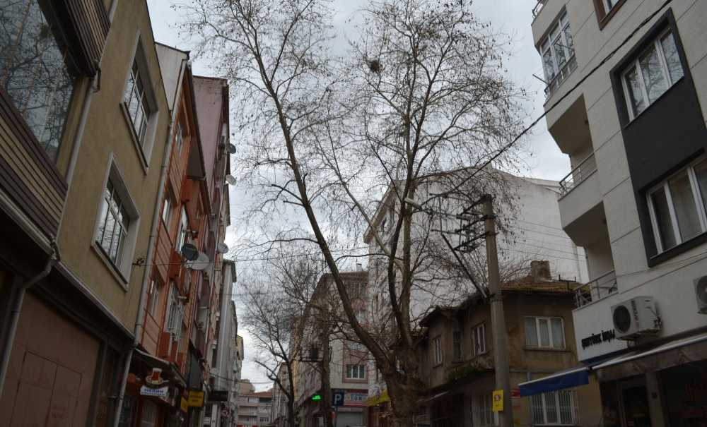 Vatandaşlar Ağaçların Budanmasını İstedi