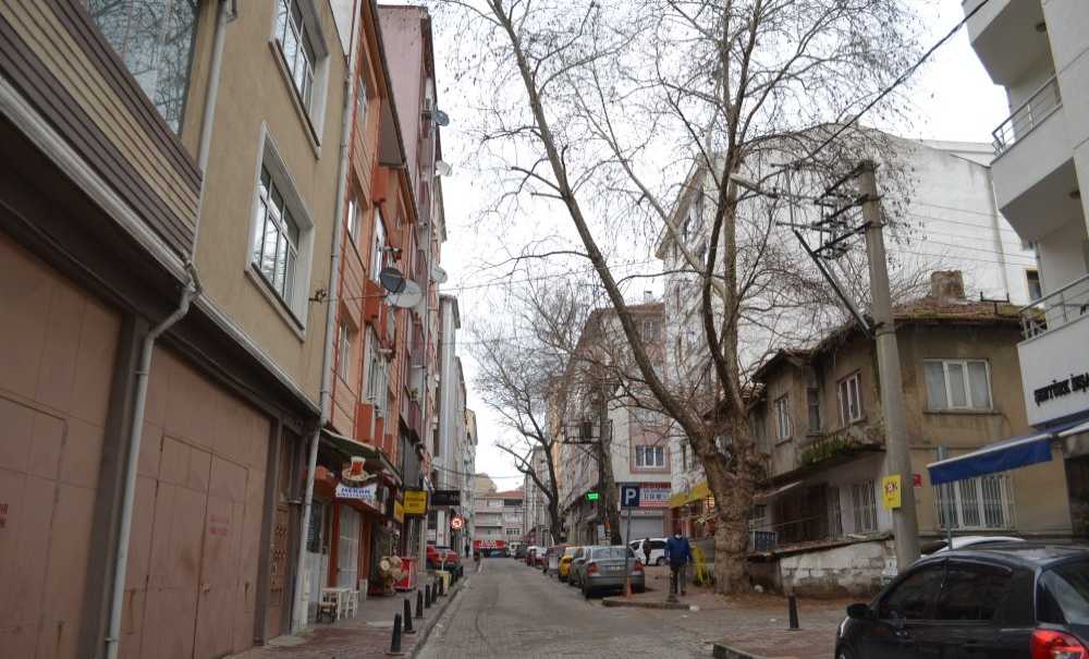 Vatandaşlar Ağaçların Budanmasını İstedi