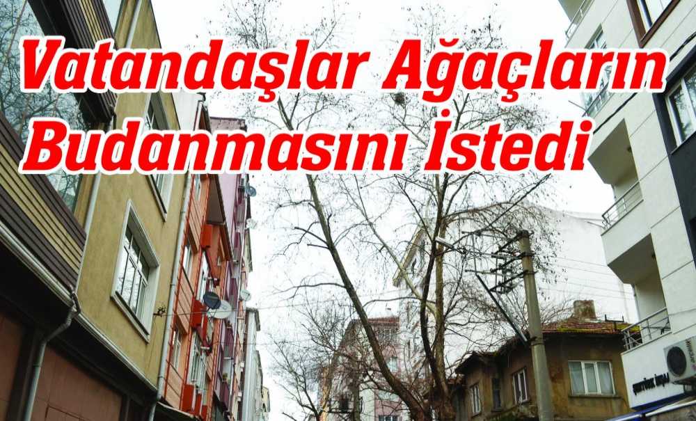 Vatandaşlar Ağaçların Budanmasını İstedi