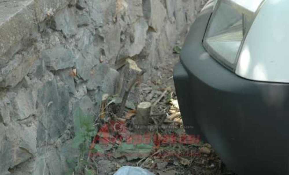 Park Yeri Açmak İçin Ağaç Kesildi İddiası