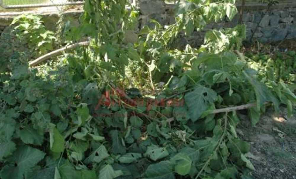 Park Yeri Açmak İçin Ağaç Kesildi İddiası