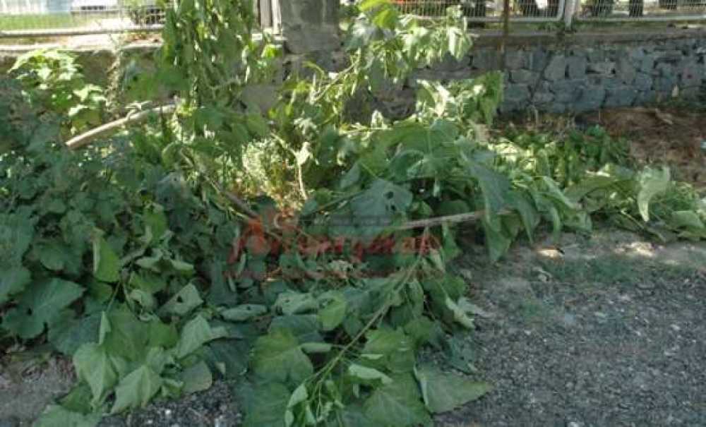 Park Yeri Açmak İçin Ağaç Kesildi İddiası