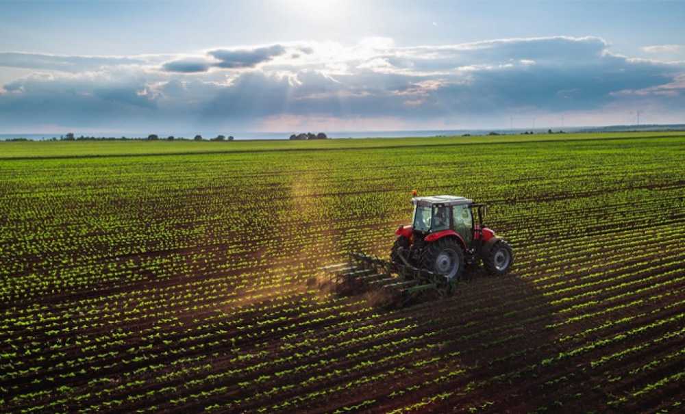 Ayçiçeği Ekimi Yüzde 30 Arttı