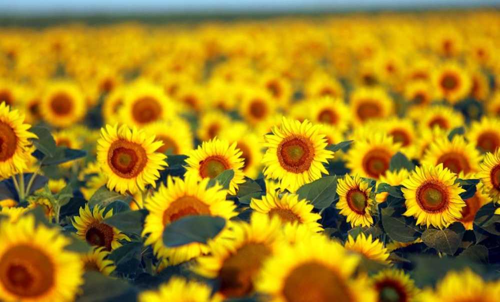 Ayçiçeği Ekimi Yüzde 30 Arttı