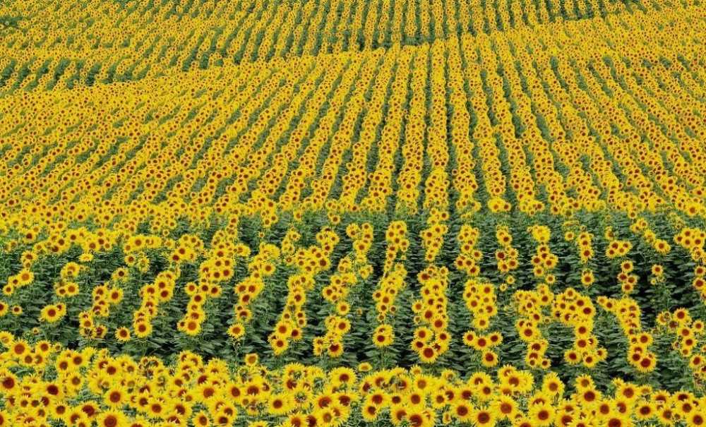 Ayçiçeği Ekimi Yüzde 30 Arttı