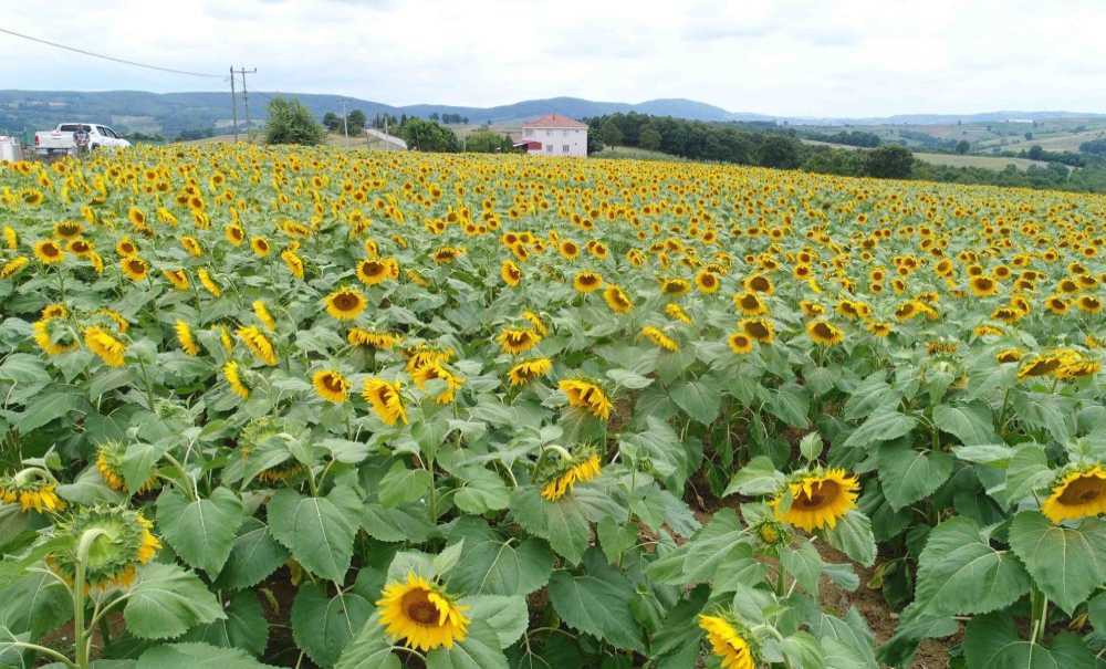 Ayçiçeği Ekimi Yüzde 30 Arttı