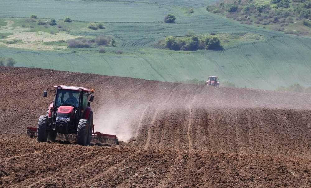 Ayçiçeği Ekimi Yüzde 30 Arttı