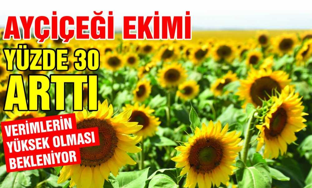 Ayçiçeği Ekimi Yüzde 30 Arttı