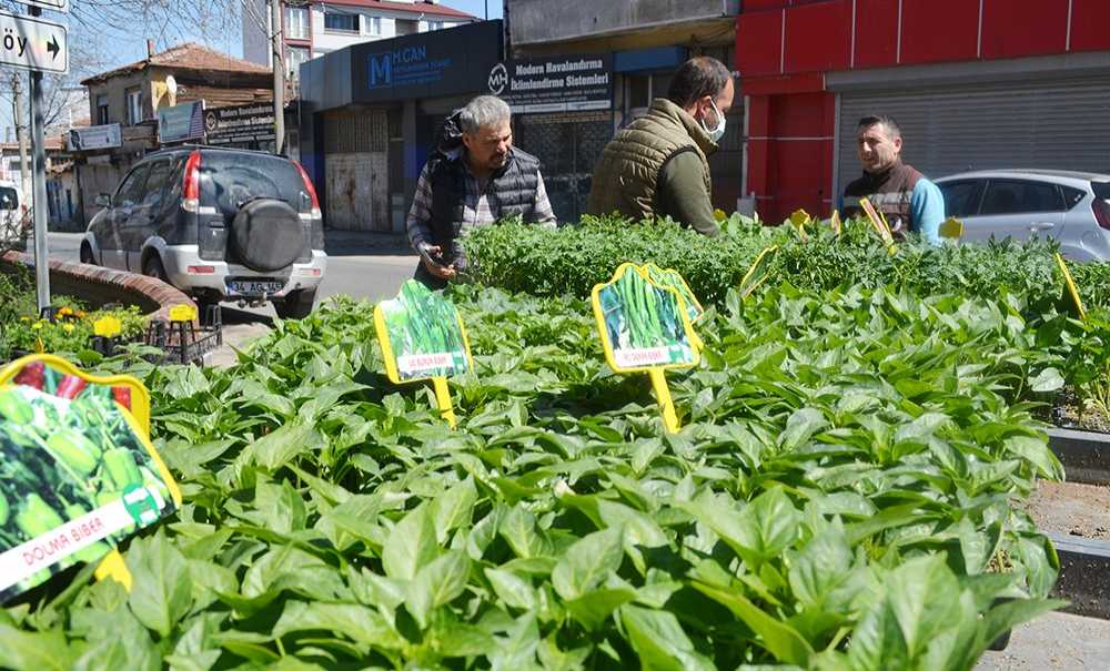 Sebze Fidesi Satışları Başladı