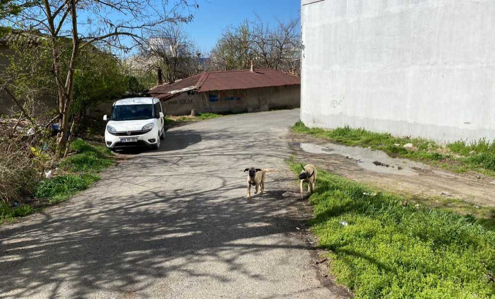 Başıboş Köpekler Hem Korkutuyor, Hem De Kazalara Sebebiyet Veriyor!