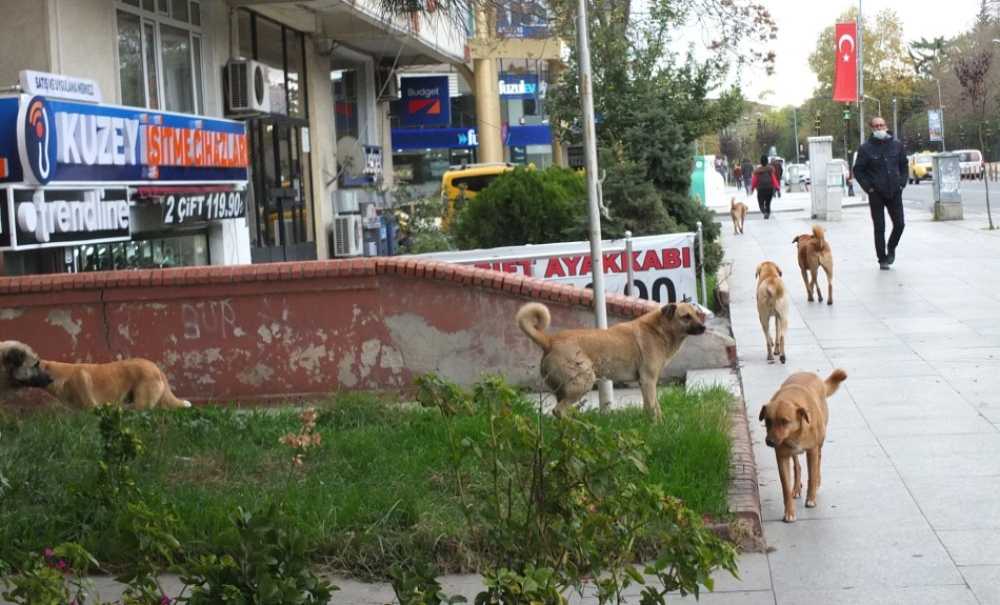 Başıboş Köpekler Hem Korkutuyor, Hem De Kazalara Sebebiyet Veriyor!
