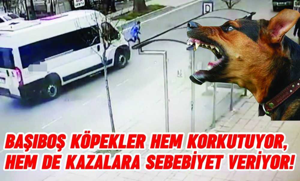 Başıboş Köpekler Hem Korkutuyor, Hem De Kazalara Sebebiyet Veriyor!